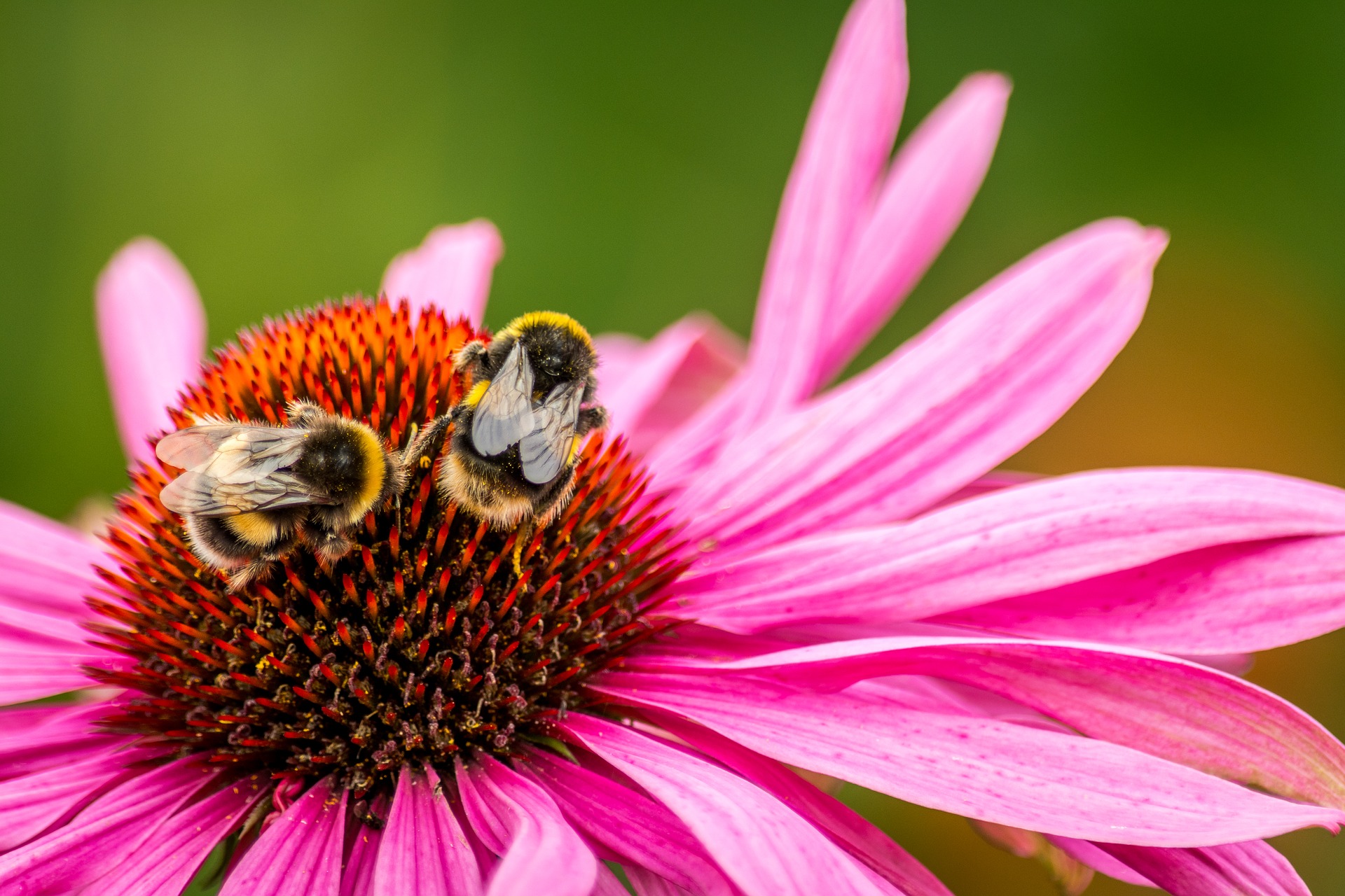 Echinacée avec abeilles, homéopathie stimuler l'immunité de nos enfants naturellement